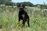 DOBERMANN 1137